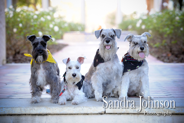 Best Orlando Pet Photographer - Sandra Johnson (SJFoto.com)